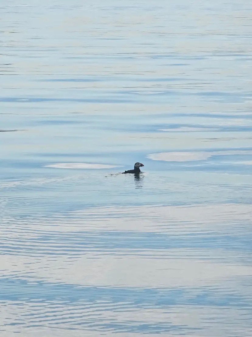 A small, black seabird swimming in calm, light blue water.